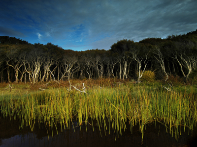North Stradbroke Island, Tea trees on Home Beach, 2005