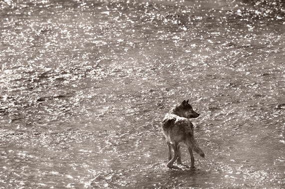 And thus ... The Journey Began, Yellowstone NP, 2010